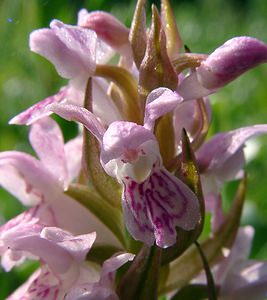 Dactylorhiza incarnata (Orchidaceae)  - Dactylorhize incarnat, Orchis incarnat, Orchis couleur de chair - Early Marsh-orchid Nord [France] 12/06/2004 - 10m