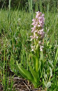 Dactylorhiza incarnata (Orchidaceae)  - Dactylorhize incarnat, Orchis incarnat, Orchis couleur de chair - Early Marsh-orchid Nord [France] 12/06/2004 - 10m