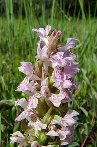 Dactylorhiza incarnata (Orchidaceae)  - Dactylorhize incarnat, Orchis incarnat, Orchis couleur de chair - Early Marsh-orchid Nord [France] 12/06/2004 - 10m