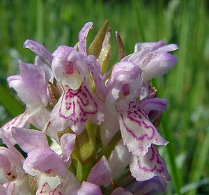 Dactylorhiza incarnata (Orchidaceae)  - Dactylorhize incarnat, Orchis incarnat, Orchis couleur de chair - Early Marsh-orchid Nord [France] 12/06/2004 - 10m