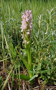 Dactylorhiza incarnata (Orchidaceae)  - Dactylorhize incarnat, Orchis incarnat, Orchis couleur de chair - Early Marsh-orchid Nord [France] 12/06/2004 - 10m