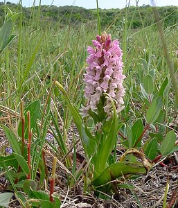 Dactylorhiza incarnata (Orchidaceae)  - Dactylorhize incarnat, Orchis incarnat, Orchis couleur de chair - Early Marsh-orchid Nord [France] 12/06/2004