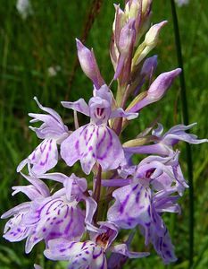 Dactylorhiza maculata (Orchidaceae)  - Dactylorhize maculé, Orchis tacheté, Orchis maculé - Heath Spotted-orchid Louvain [Belgique] 19/06/2004 - 10m