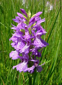 Dactylorhiza maculata (Orchidaceae)  - Dactylorhize maculé, Orchis tacheté, Orchis maculé - Heath Spotted-orchid Louvain [Belgique] 19/06/2004 - 10m