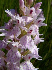 Dactylorhiza maculata (Orchidaceae)  - Dactylorhize maculé, Orchis tacheté, Orchis maculé - Heath Spotted-orchid Louvain [Belgique] 19/06/2004 - 10m