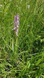 Dactylorhiza maculata (Orchidaceae)  - Dactylorhize maculé, Orchis tacheté, Orchis maculé - Heath Spotted-orchid Louvain [Belgique] 19/06/2004 - 10m