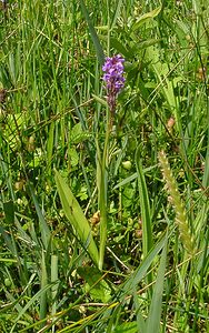 Dactylorhiza praetermissa (Orchidaceae)  - Dactylorhize négligé, Orchis négligé, Orchis oublié - Southern Marsh-orchid Hal-Vilvorde [Belgique] 19/06/2004 - 20m