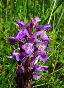 Dactylorhiza praetermissa (Orchidaceae)  - Dactylorhize négligé, Orchis négligé, Orchis oublié - Southern Marsh-orchid Hal-Vilvorde [Belgique] 19/06/2004 - 20m