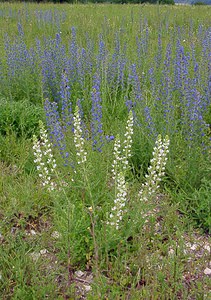 Echium vulgare (Boraginaceae)  - Vipérine commune, Vipérine vulgaire - Viper's Bugloss Aisne [France] 13/06/2004 - 110m