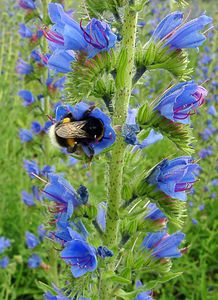 Echium vulgare (Boraginaceae)  - Vipérine commune, Vipérine vulgaire - Viper's Bugloss Aisne [France] 13/06/2004 - 110m