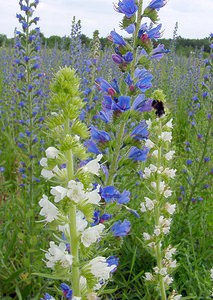 Echium vulgare (Boraginaceae)  - Vipérine commune, Vipérine vulgaire - Viper's Bugloss Aisne [France] 13/06/2004 - 110m