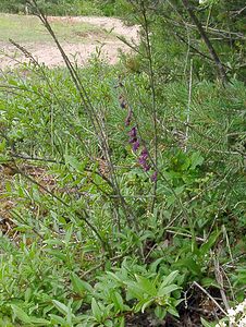 Epipactis atrorubens (Orchidaceae)  - Épipactide rouge sombre, Épipactis rouge sombre, Épipactis brun rouge, Épipactis pourpre noirâtre, Helléborine rouge - Dark-red Helleborine Aisne [France] 13/06/2004 - 110m