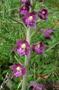 Epipactis atrorubens (Orchidaceae)  - Épipactide rouge sombre, Épipactis rouge sombre, Épipactis brun rouge, Épipactis pourpre noirâtre, Helléborine rouge - Dark-red Helleborine Aisne [France] 13/06/2004 - 110m