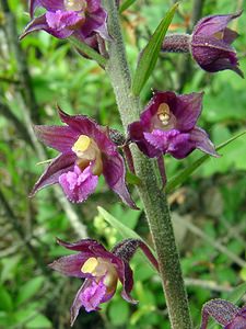 Epipactis atrorubens (Orchidaceae)  - Épipactide rouge sombre, Épipactis rouge sombre, Épipactis brun rouge, Épipactis pourpre noirâtre, Helléborine rouge - Dark-red Helleborine Aisne [France] 13/06/2004 - 110m