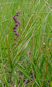 Epipactis atrorubens (Orchidaceae)  - Épipactide rouge sombre, Épipactis rouge sombre, Épipactis brun rouge, Épipactis pourpre noirâtre, Helléborine rouge - Dark-red Helleborine Aisne [France] 27/06/2004 - 180m