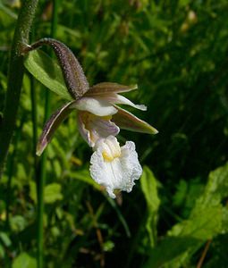 Epipactis palustris (Orchidaceae)  - Épipactis des marais - Marsh Helleborine Hal-Vilvorde [Belgique] 19/06/2004 - 20m