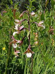 Epipactis palustris (Orchidaceae)  - Épipactis des marais - Marsh Helleborine Hal-Vilvorde [Belgique] 19/06/2004 - 20m