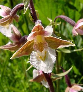 Epipactis palustris (Orchidaceae)  - Épipactis des marais - Marsh Helleborine Hal-Vilvorde [Belgique] 19/06/2004 - 20m