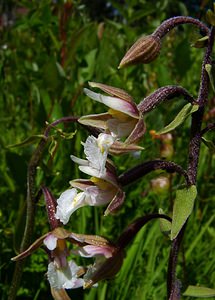 Epipactis palustris (Orchidaceae)  - Épipactis des marais - Marsh Helleborine Hal-Vilvorde [Belgique] 19/06/2004 - 20m