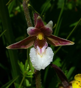 Epipactis palustris (Orchidaceae)  - Épipactis des marais - Marsh Helleborine Hal-Vilvorde [Belgique] 19/06/2004 - 20m