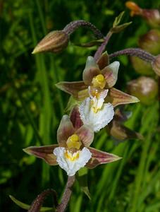 Epipactis palustris (Orchidaceae)  - Épipactis des marais - Marsh Helleborine Hal-Vilvorde [Belgique] 19/06/2004 - 20m