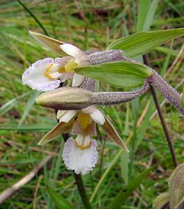 Epipactis palustris (Orchidaceae)  - Épipactis des marais - Marsh Helleborine Aisne [France] 27/06/2004 - 80m