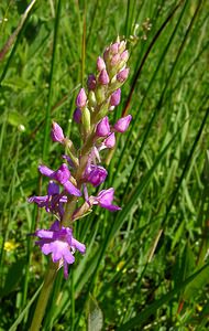 Gymnadenia conopsea (Orchidaceae)  - Gymnadénie moucheron, Orchis moucheron, Orchis moustique - Fragrant Orchid Hal-Vilvorde [Belgique] 19/06/2004 - 20m