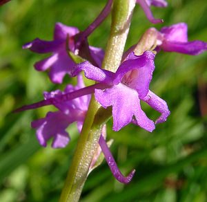 Gymnadenia conopsea (Orchidaceae)  - Gymnadénie moucheron, Orchis moucheron, Orchis moustique - Fragrant Orchid Hal-Vilvorde [Belgique] 19/06/2004 - 20m