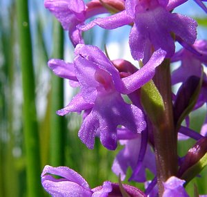 Gymnadenia conopsea (Orchidaceae)  - Gymnadénie moucheron, Orchis moucheron, Orchis moustique - Fragrant Orchid Hal-Vilvorde [Belgique] 19/06/2004 - 20m