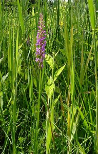 Gymnadenia conopsea (Orchidaceae)  - Gymnadénie moucheron, Orchis moucheron, Orchis moustique - Fragrant Orchid Hal-Vilvorde [Belgique] 19/06/2004 - 20m