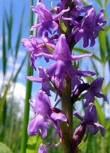 Gymnadenia conopsea (Orchidaceae)  - Gymnadénie moucheron, Orchis moucheron, Orchis moustique - Fragrant Orchid Hal-Vilvorde [Belgique] 19/06/2004 - 20m