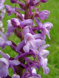 Gymnadenia conopsea (Orchidaceae)  - Gymnadénie moucheron, Orchis moucheron, Orchis moustique - Fragrant Orchid Aisne [France] 27/06/2004 - 180m