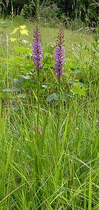 Gymnadenia conopsea (Orchidaceae)  - Gymnadénie moucheron, Orchis moucheron, Orchis moustique - Fragrant Orchid Aisne [France] 27/06/2004 - 180m