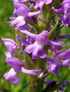 Gymnadenia densiflora (Orchidaceae)  - Gymnadénie à fleurs denses, Gymnadénie à épi dense, Orchis à fleurs denses Hal-Vilvorde [Belgique] 19/06/2004 - 20m