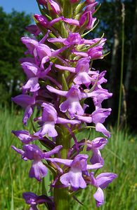 Gymnadenia densiflora (Orchidaceae)  - Gymnadénie à fleurs denses, Gymnadénie à épi dense, Orchis à fleurs denses Hal-Vilvorde [Belgique] 19/06/2004 - 20m