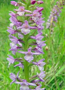 Gymnadenia odoratissima (Orchidaceae)  - Gymnadénie très odorante, Orchis très odorant, Gymnadénie odorante, Orchis odorant Aisne [France] 27/06/2004 - 180m