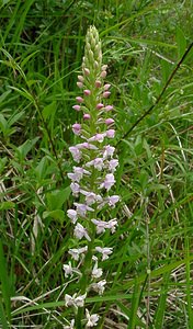 Gymnadenia odoratissima (Orchidaceae)  - Gymnadénie très odorante, Orchis très odorant, Gymnadénie odorante, Orchis odorant Aisne [France] 27/06/2004 - 180m