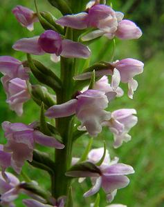 Gymnadenia odoratissima (Orchidaceae)  - Gymnadénie très odorante, Orchis très odorant, Gymnadénie odorante, Orchis odorant Aisne [France] 27/06/2004 - 180m