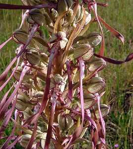 Himantoglossum hircinum (Orchidaceae)  - Himantoglosse bouc, Orchis bouc, Himantoglosse à odeur de bouc - Lizard Orchid Nord [France] 12/06/2004