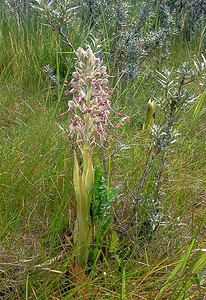 Himantoglossum hircinum (Orchidaceae)  - Himantoglosse bouc, Orchis bouc, Himantoglosse à odeur de bouc - Lizard Orchid Nord [France] 12/06/2004