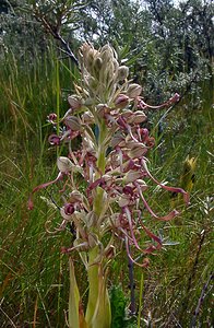 Himantoglossum hircinum (Orchidaceae)  - Himantoglosse bouc, Orchis bouc, Himantoglosse à odeur de bouc - Lizard Orchid Nord [France] 12/06/2004