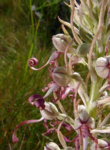 Himantoglossum hircinum (Orchidaceae)  - Himantoglosse bouc, Orchis bouc, Himantoglosse à odeur de bouc - Lizard Orchid Nord [France] 12/06/2004