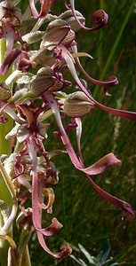 Himantoglossum hircinum (Orchidaceae)  - Himantoglosse bouc, Orchis bouc, Himantoglosse à odeur de bouc - Lizard Orchid Nord [France] 12/06/2004