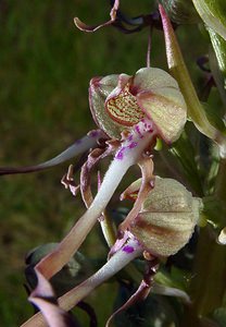 Himantoglossum hircinum (Orchidaceae)  - Himantoglosse bouc, Orchis bouc, Himantoglosse à odeur de bouc - Lizard Orchid Nord [France] 12/06/2004