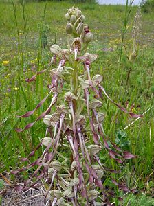 Himantoglossum hircinum (Orchidaceae)  - Himantoglosse bouc, Orchis bouc, Himantoglosse à odeur de bouc - Lizard Orchid Aisne [France] 13/06/2004 - 110m