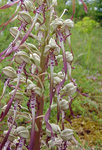 Himantoglossum hircinum (Orchidaceae)  - Himantoglosse bouc, Orchis bouc, Himantoglosse à odeur de bouc - Lizard Orchid Aisne [France] 13/06/2004 - 110m