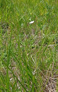 Linum tenuifolium (Linaceae)  - Lin à feuilles ténues, Lin à feuilles menues, Lin à petites feuilles Aisne [France] 13/06/2004 - 110m
