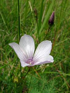 Linum tenuifolium (Linaceae)  - Lin à feuilles ténues, Lin à feuilles menues, Lin à petites feuilles Aisne [France] 27/06/2004 - 140m