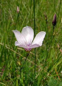 Linum tenuifolium (Linaceae)  - Lin à feuilles ténues, Lin à feuilles menues, Lin à petites feuilles Aisne [France] 27/06/2004 - 140m