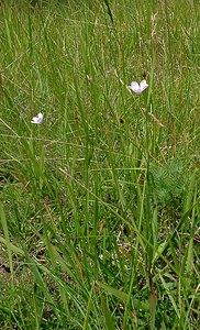 Linum tenuifolium (Linaceae)  - Lin à feuilles ténues, Lin à feuilles menues, Lin à petites feuilles Aisne [France] 27/06/2004 - 140m